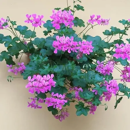 Hébergement de vacances La Casa Sul *