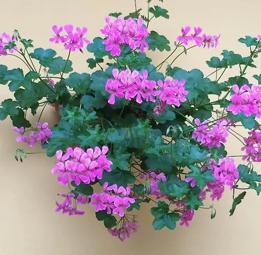 度假居 La Casa Sul *